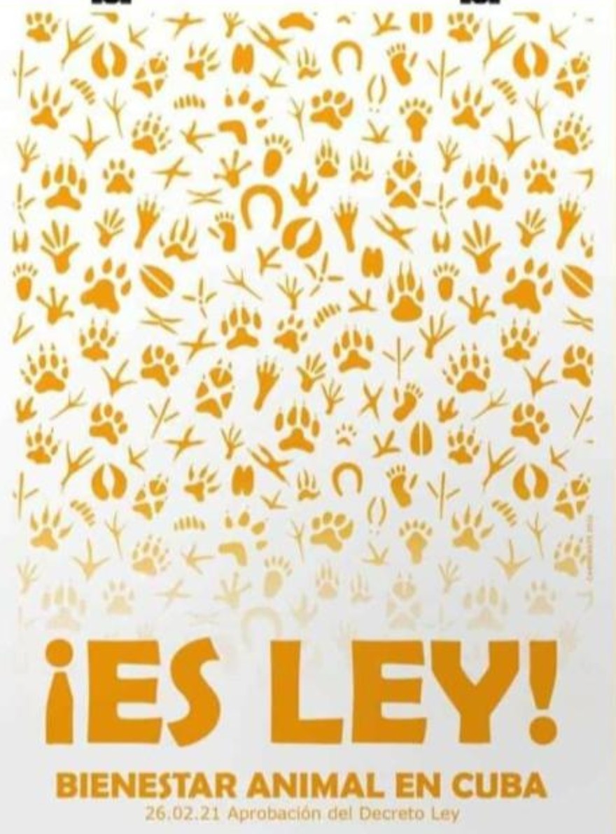 Aprobado Decreto-Ley de Bienestar Animal
